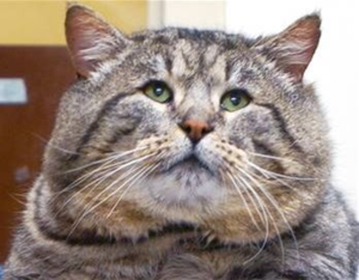 Fat Cat Fiasco